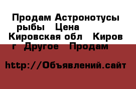 Продам Астронотусы рыбы › Цена ­ 1 300 - Кировская обл., Киров г. Другое » Продам   